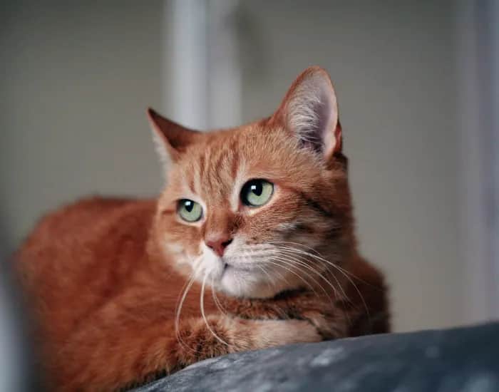 Jakiego kota wybrać? Rasy, koszty, adopcja znajdź idealnego!